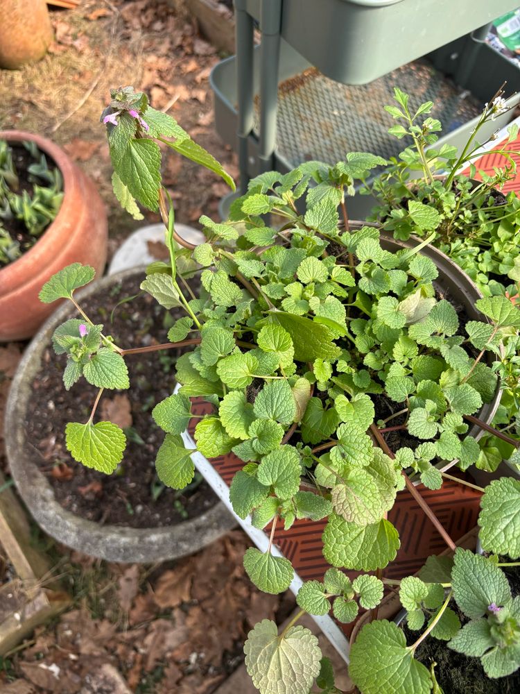 Red dead nettle, not the Yarrow I thought I was growing.