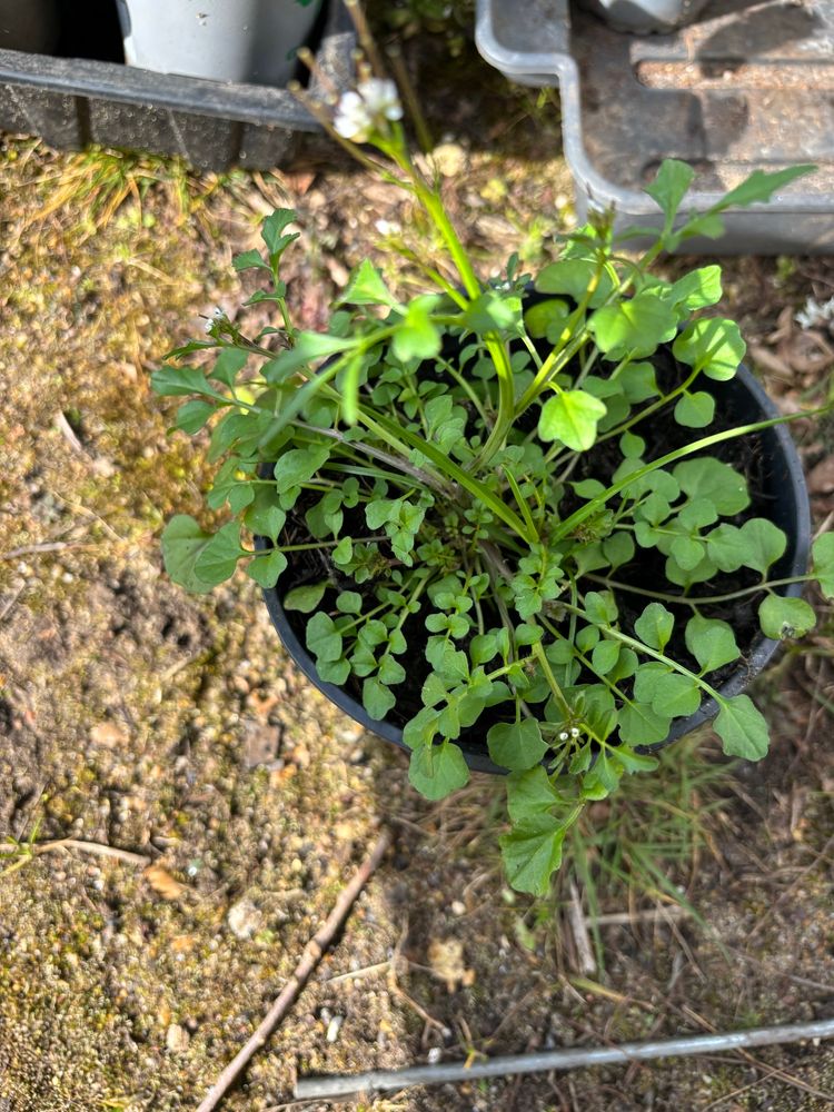 Bitter cress plant and not queen Anne’s lace! 