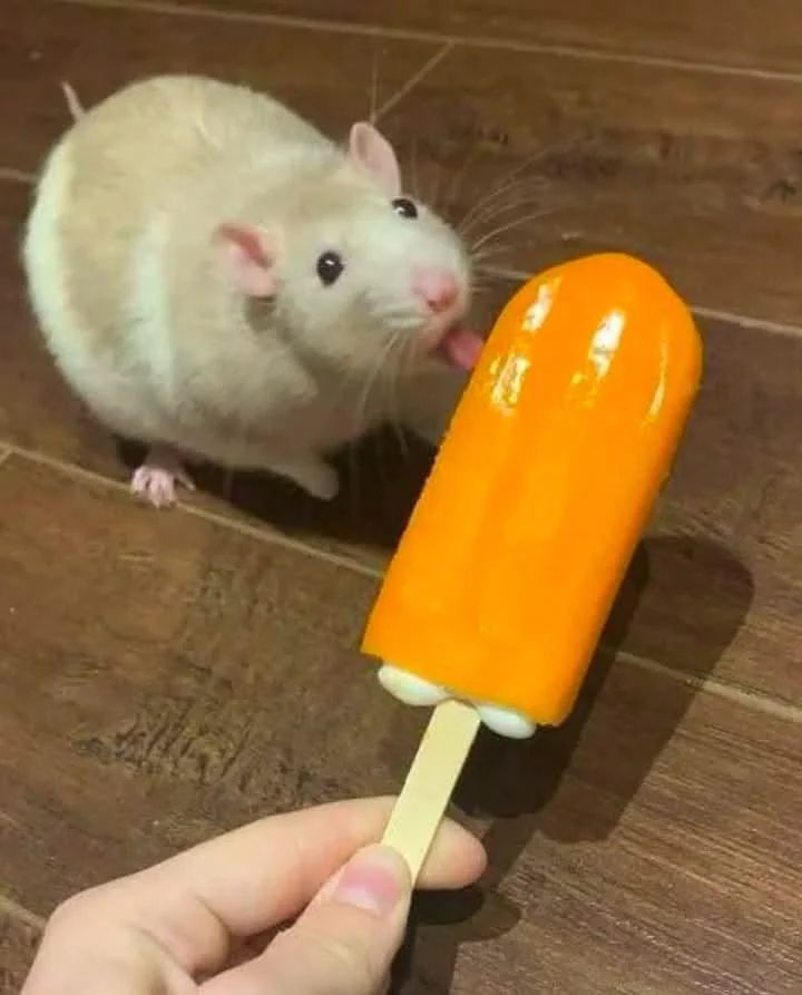 Cute rat licks an ice cream stick.