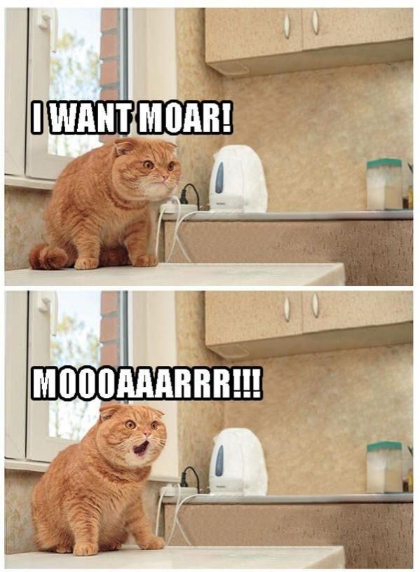 A grumpy looking cat demanding more!