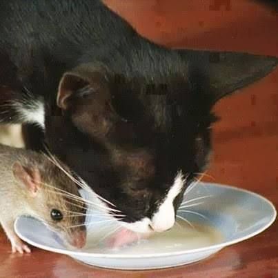 A mouse and a cat feeding at a small saucer of milk 
