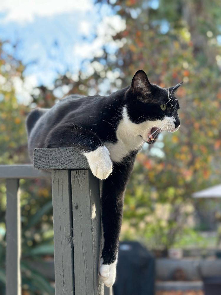 Tuxedo cat on ledge with his mouth open like he’s roaring