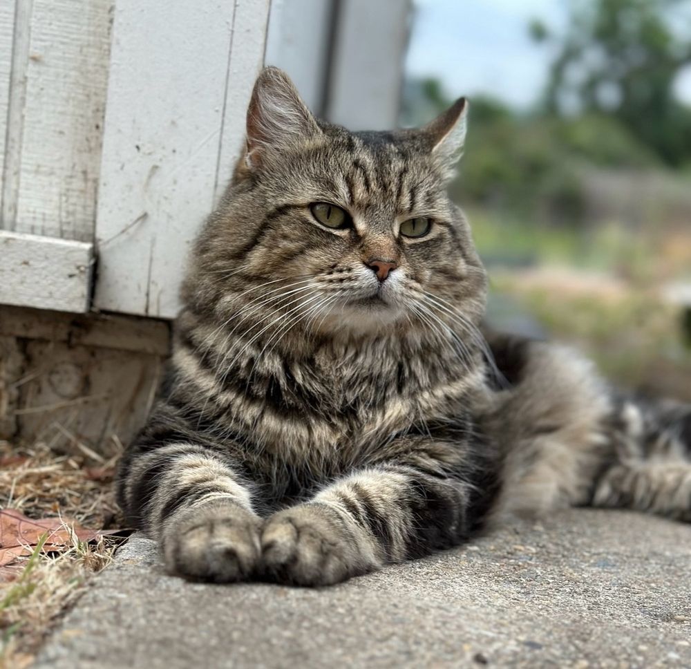 Black and grey tabby with alert ears and majestic whiskers sitting on a concrete path