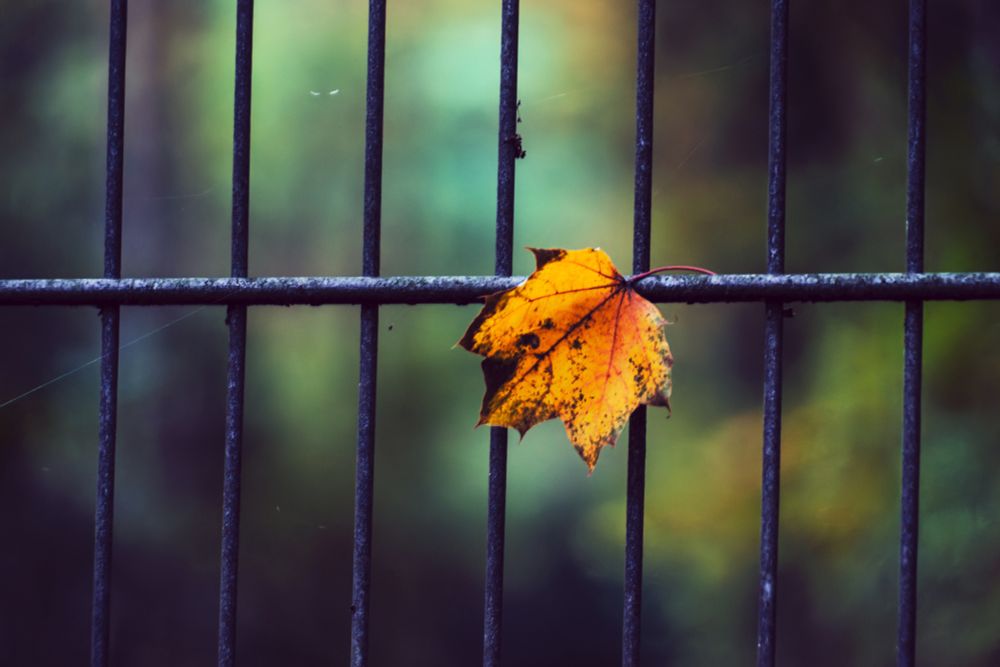 Ein herbstliches Blatt hängt an einem Gatter
