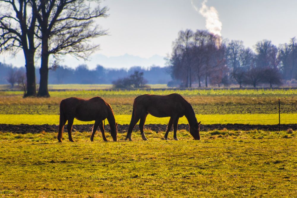 Foto von zwei Pferden auf einer Wiese, Gegenlicht, im Hintergrund Bäume