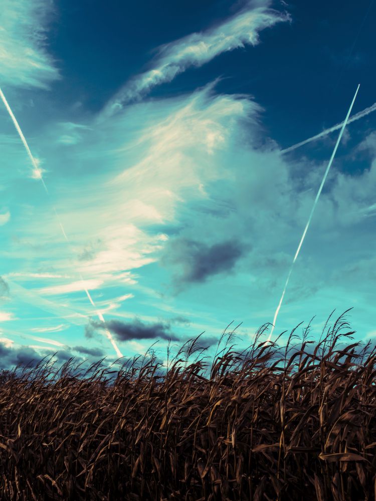 Foto: Blauer Himmel mit ein paar Wolken und Kondensstreifen über einem Maisfeld