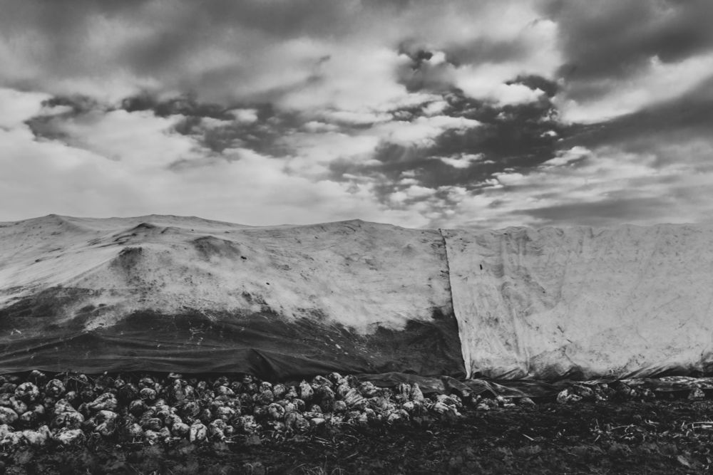 Schwarzweissfoto: Ein Berg Zuckerrüben, abgedeckt mit einer Plane, wolkiger Himmel