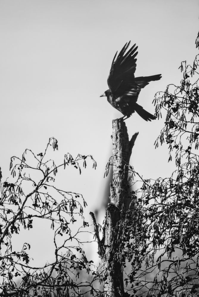Schwarzweissfoto eines Rabenvogels, der gerade auf einem dicken, senkrechtstehenden Ast in einem Baum landet