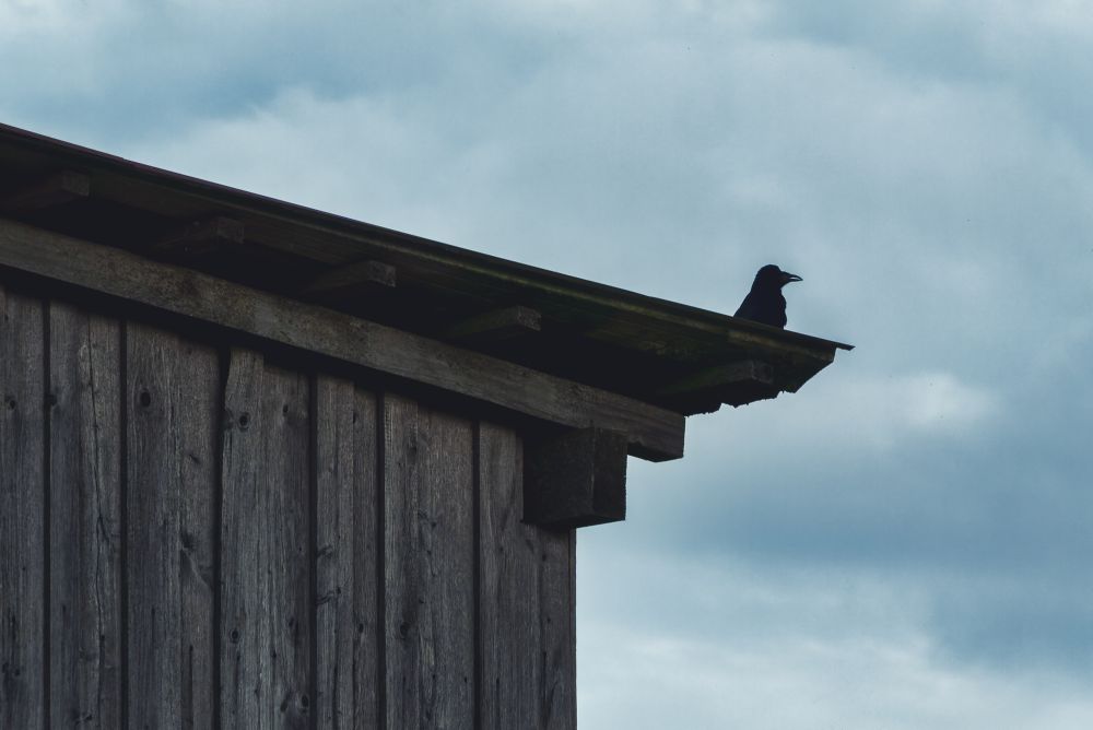 Bild eines Vogels auf der Kante des Dachs einer Scheune