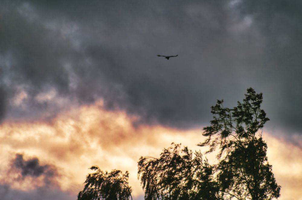 Foto eines Vogels der vor Abendhimmel über Bäumen schwebt