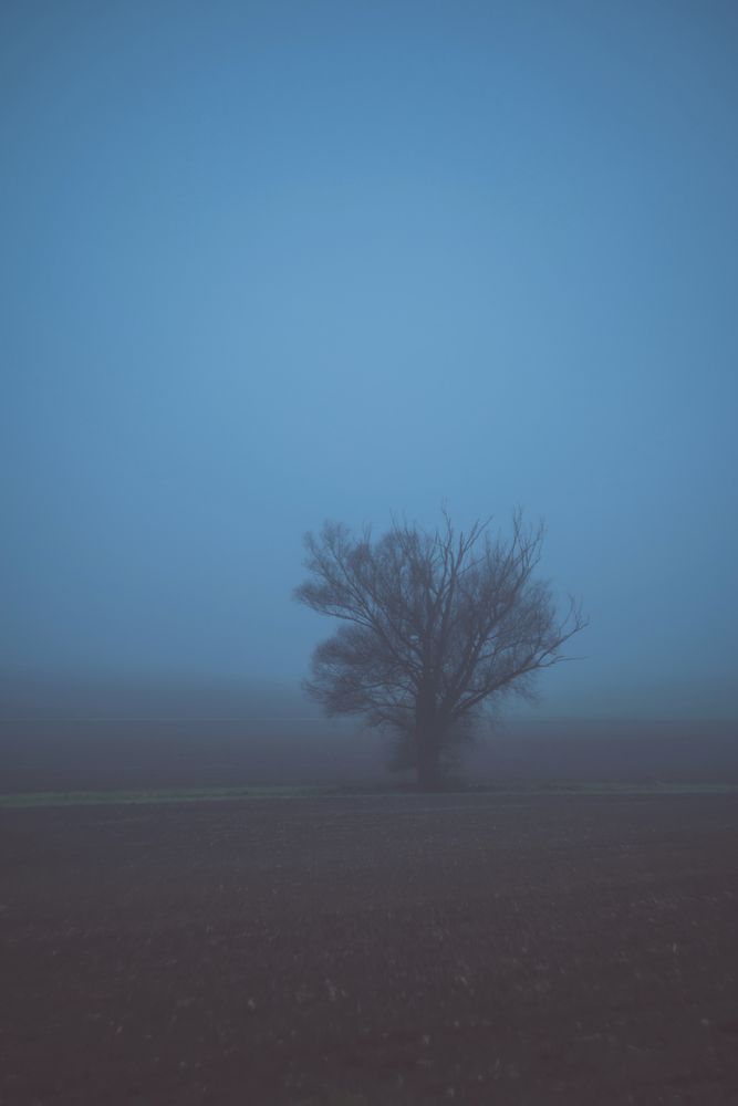 EIn einsamer Baum im Nebel auf einem Feld