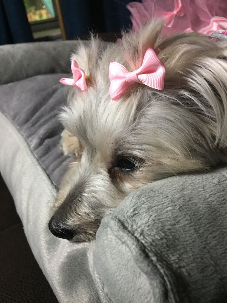 Dog on a couch sitting pensively. 