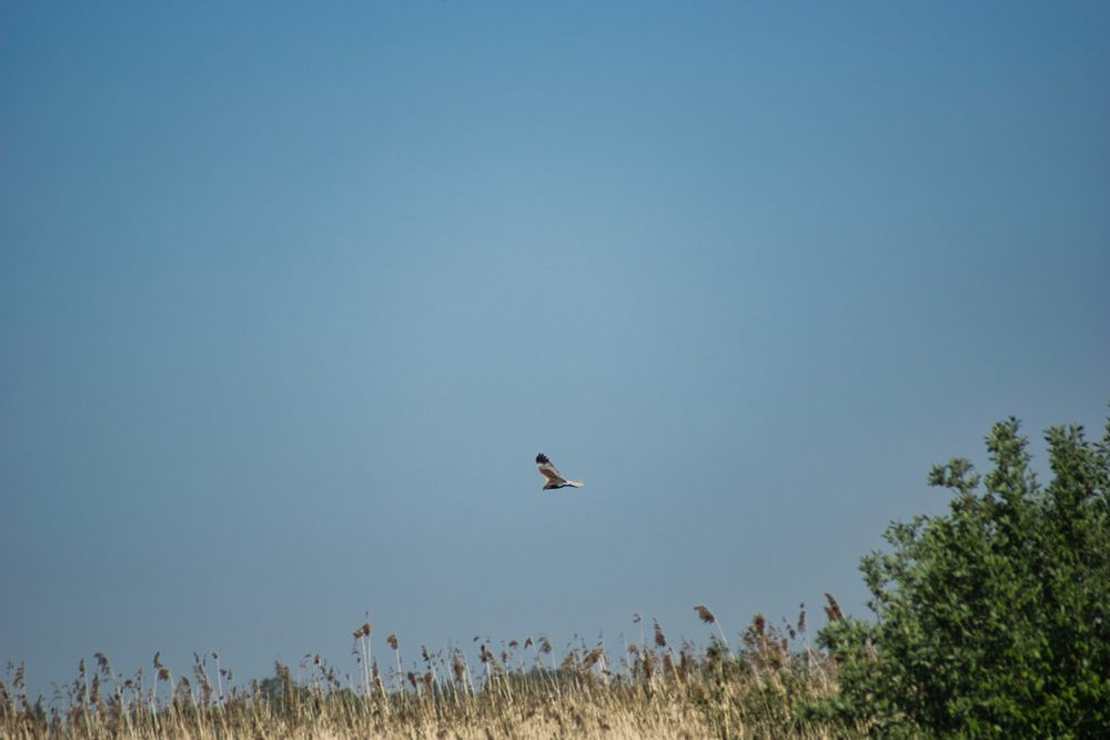 Een zeearend op zoek naar een snack