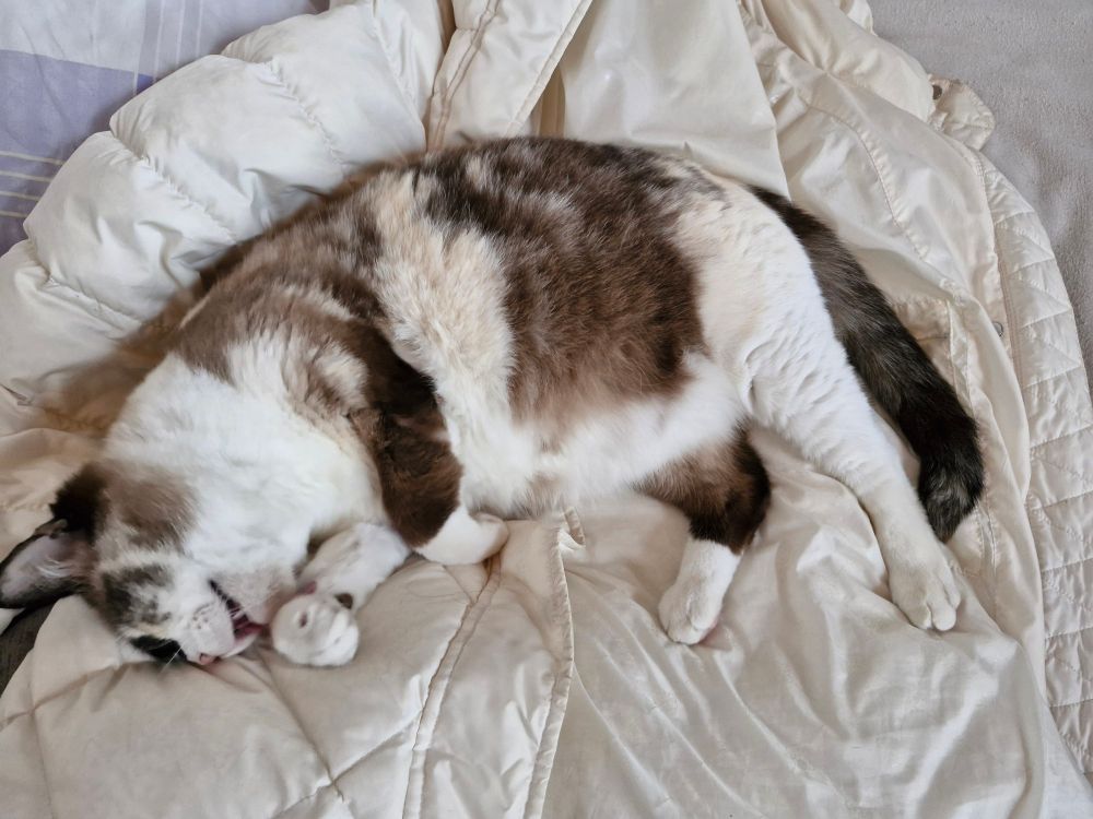 Auf einem weißen Mantel liegt eine ziemlich gut genährte, pennende Katze.