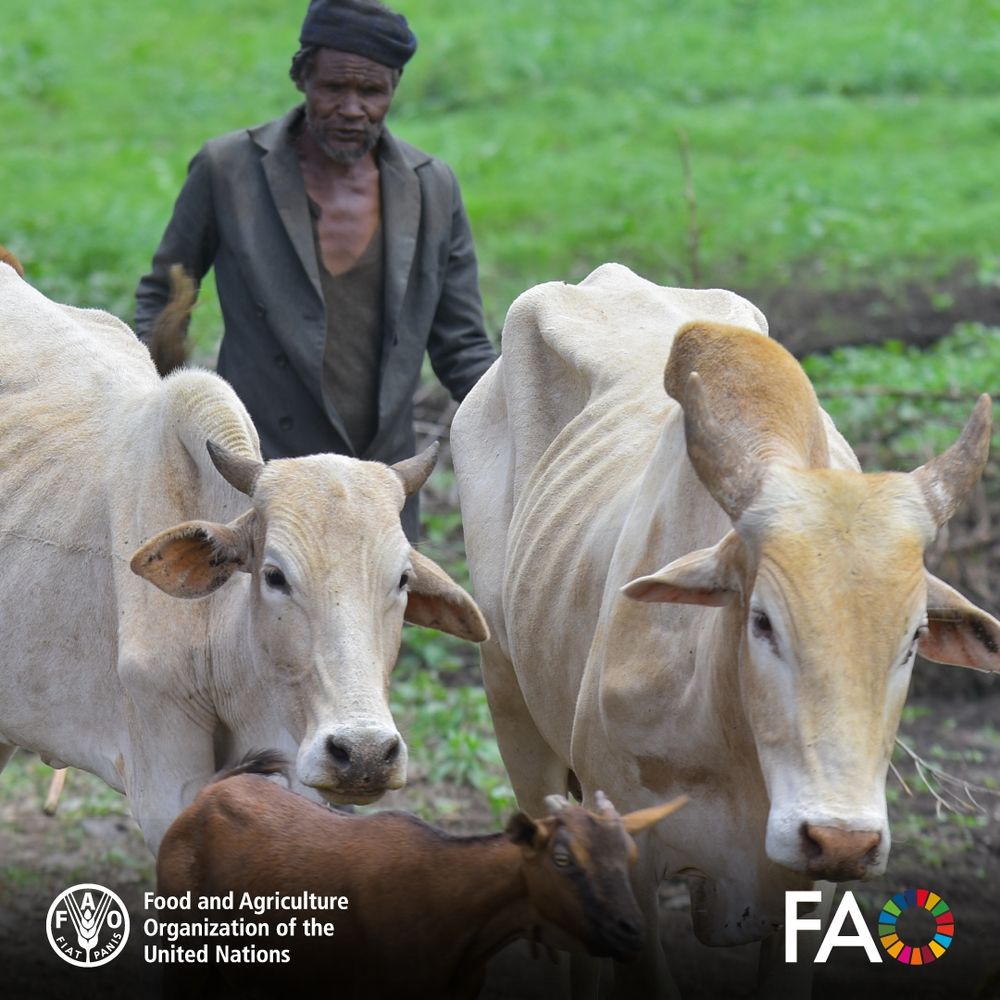 11 April 2023 Borena region, Ethiopia - Hachale Ayele, 68 herding his cattles left from the last drought