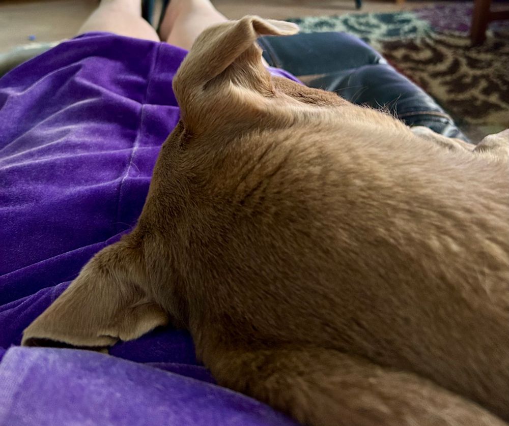 Dog sleeping with head on my lap