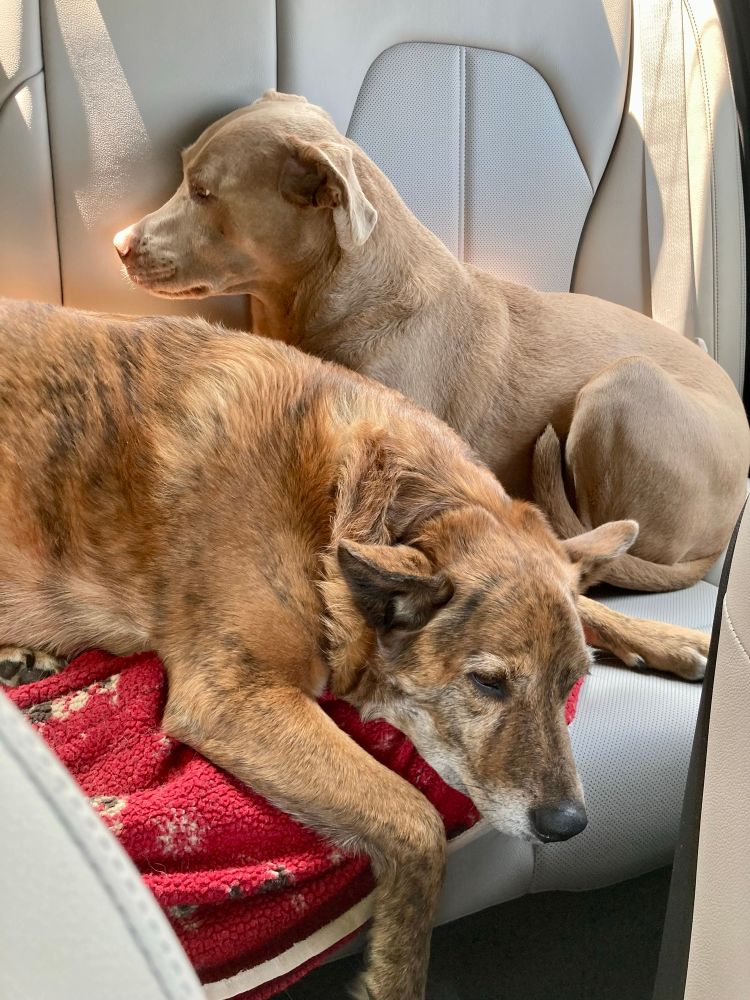 Two dogs
