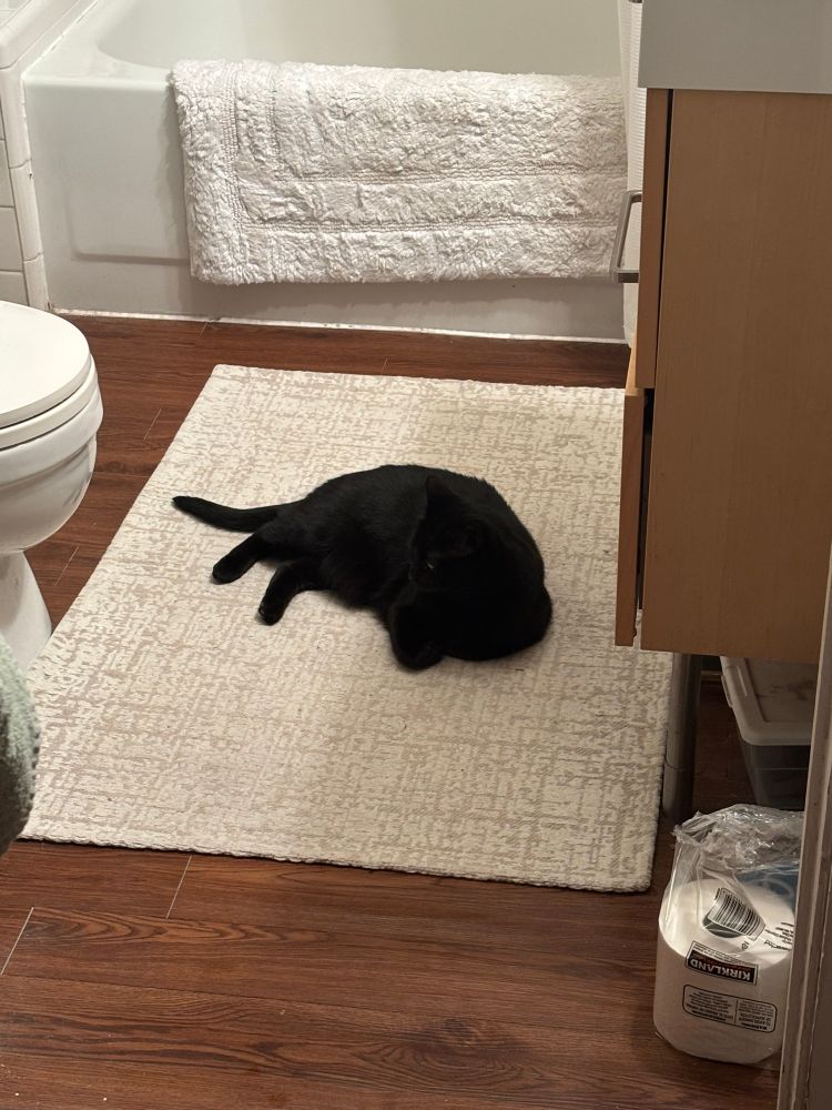 Photo of a black cat resting in the middle of a small bathroom, contrasted on a white and beige Matt, next to a porcelain toilet and an IKEA brand cabinet.