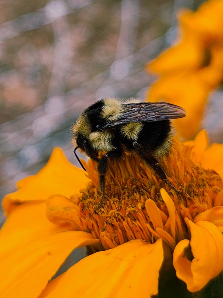 Sleepy little bee taking a nap on a marigold bloom.
#gardening 🌱 #flowers #nature 