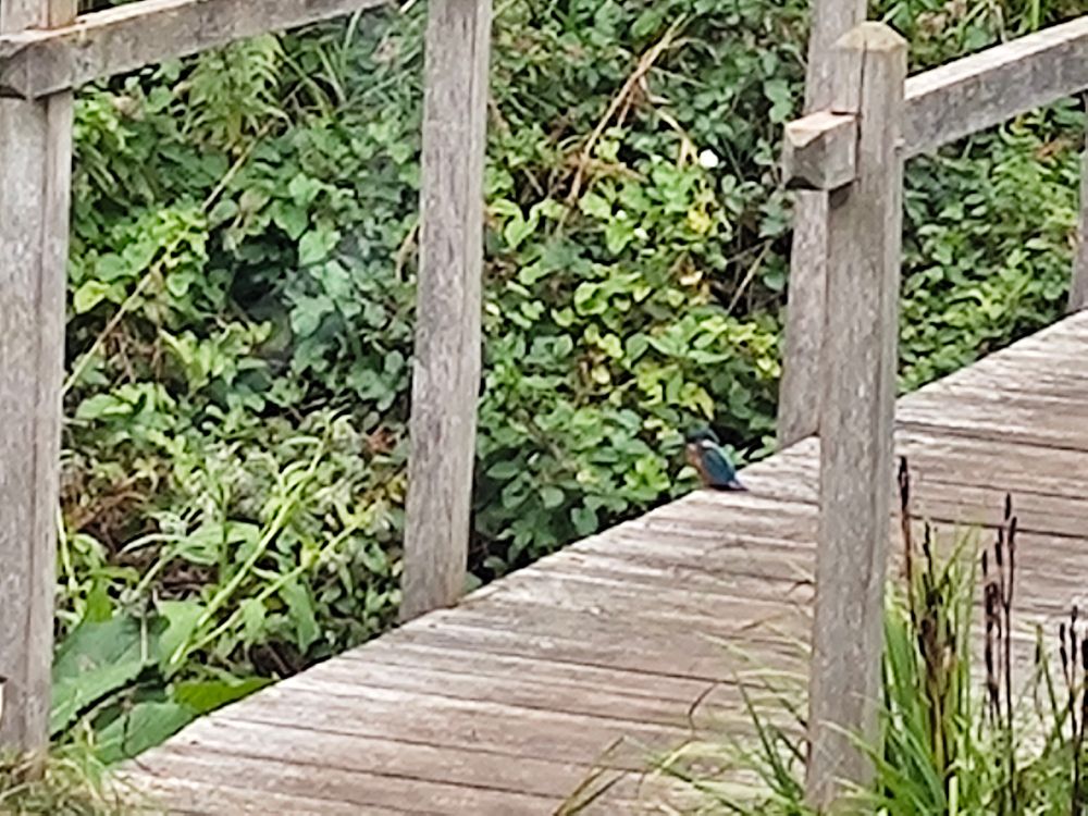 Very bad photo of a kingfisher on a wooden bridge looking down into a river.