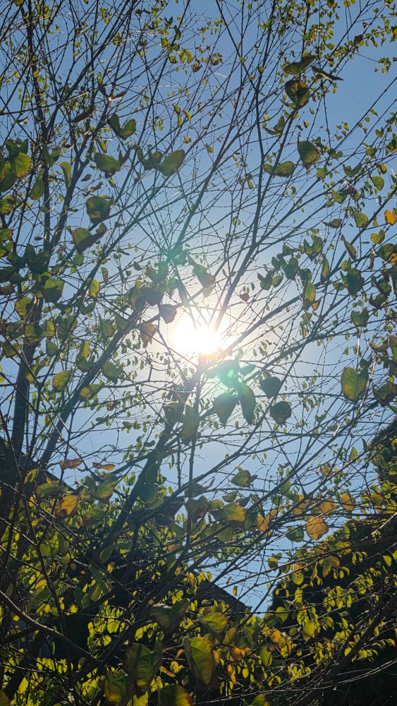 The sun shining through the trees. 