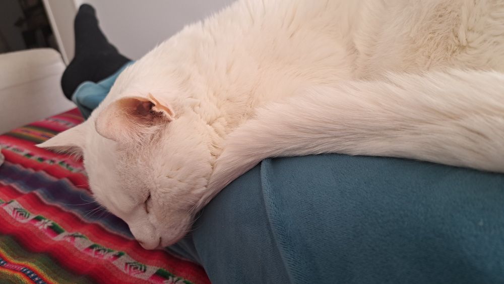 Gato blanco duerme profundamente sobre las piernas de su dueña, tumbada en el sofá. 