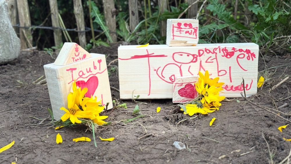 Holzklötze, bemalt mit roten Herzen und Kinderaufschriften, stehen im Sand. Gelbe Blumen liegen davor. Ein von Kindern gestaltetes kleines Grab für eine Taube, die gegen die Terrassentür geflogen ist.