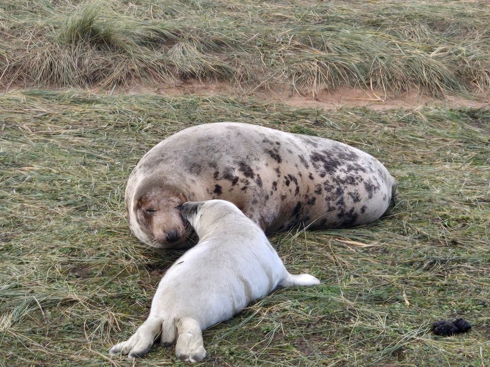 Mumma seal and baby seal 