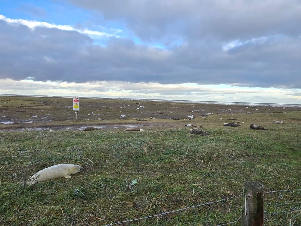 Field of seals - literally