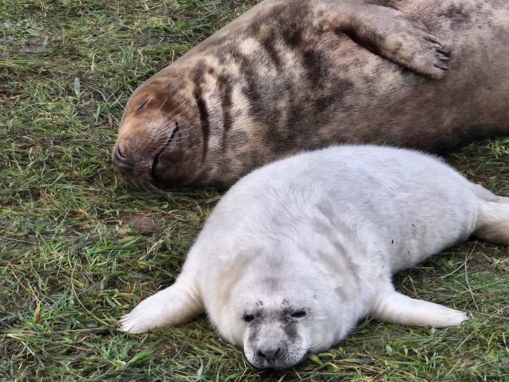 Also mama seal sleeping and baby seal