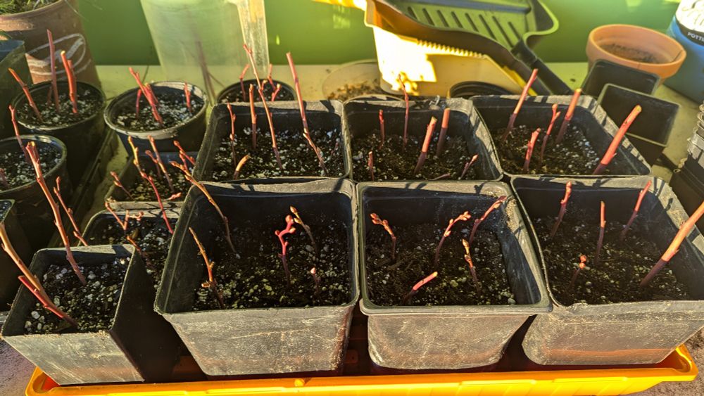 Tray of small pots with blueberry cuttings.