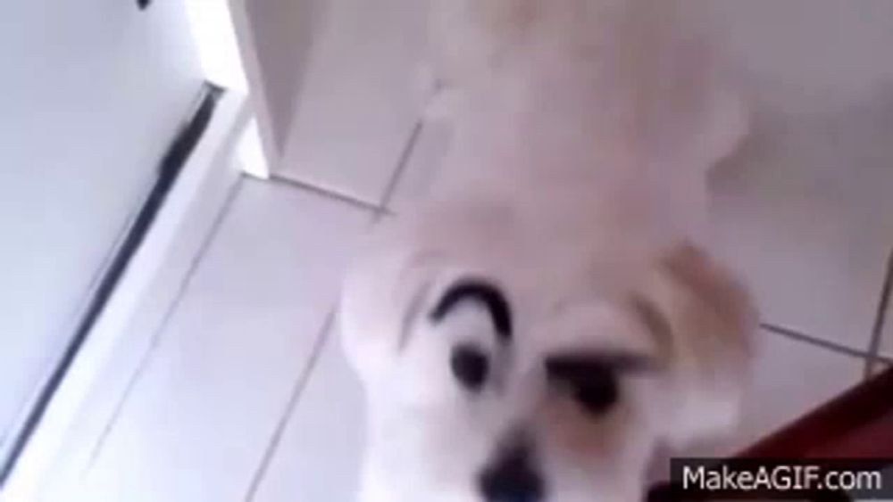 a small white dog with a mustache on its face is standing on a tiled floor .