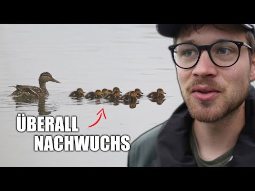 Wasservögel beobachten - Jetzt ist die Zeit!