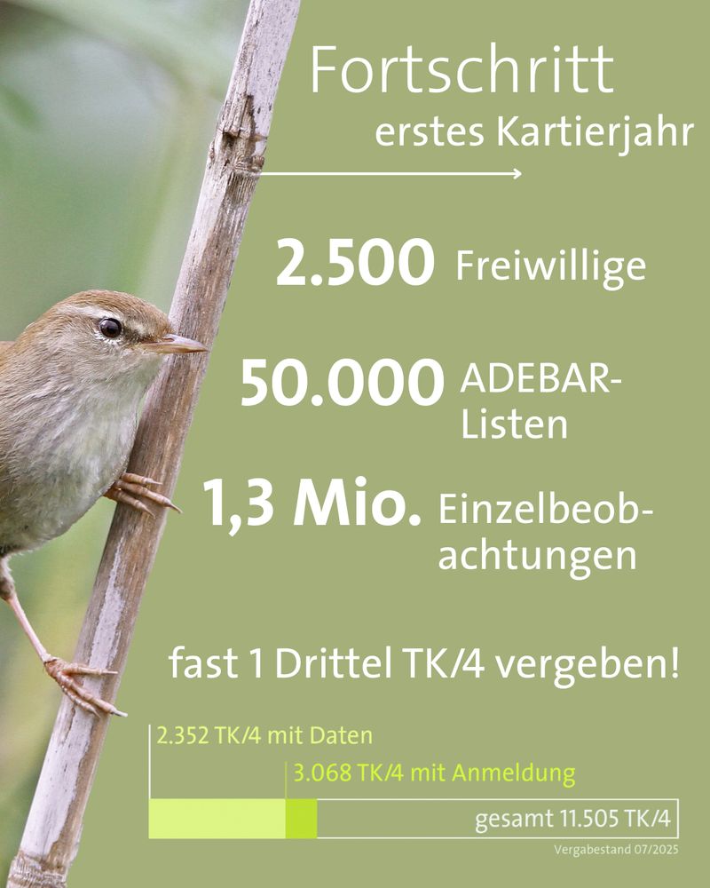 Fortschritt erstes ADEBAR Kartierjahr:
2.500 Freiwillige
50.000 ADEBAR-Listen
1,3 Mio. Einzelbeobachtungen
Fast 1 Drittel aller TK/4 vergeben!
Diagramm: 
gesamt TK/4 Anzahl: 11.505 TK/4
TK/4 mit Anmeldung: 3.068 TK/4
TK/4 mit Daten: 2.352 TK/4

Bild eines Seidensängers fotografiert von C.Moning