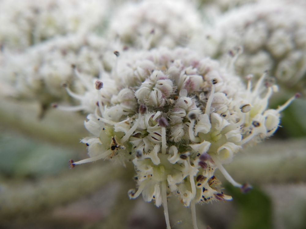 ハマボウフウの花　拡大
