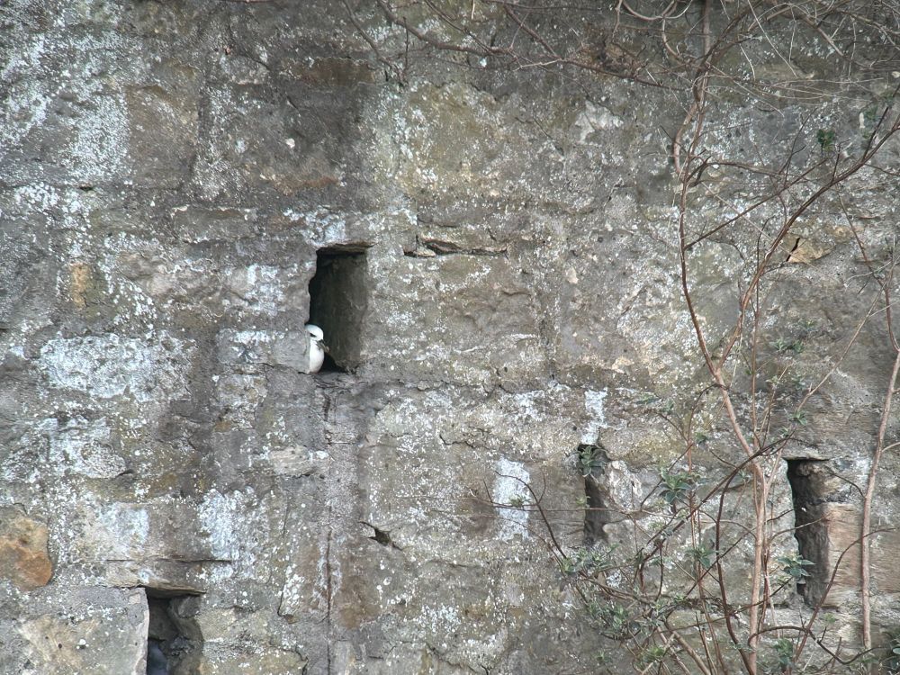 Fulmar inside a stone wall 