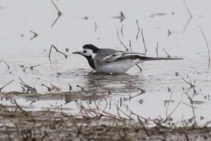 White Wagtail