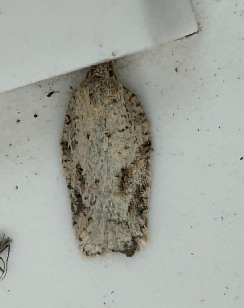 Acleris logiana?