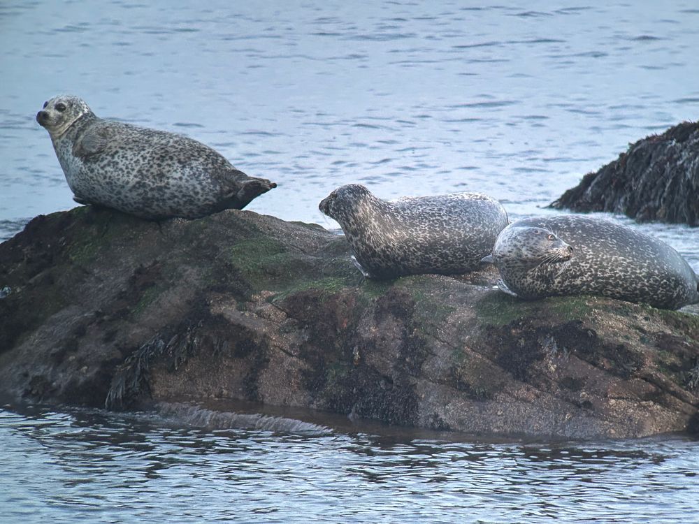 Harbour Seals