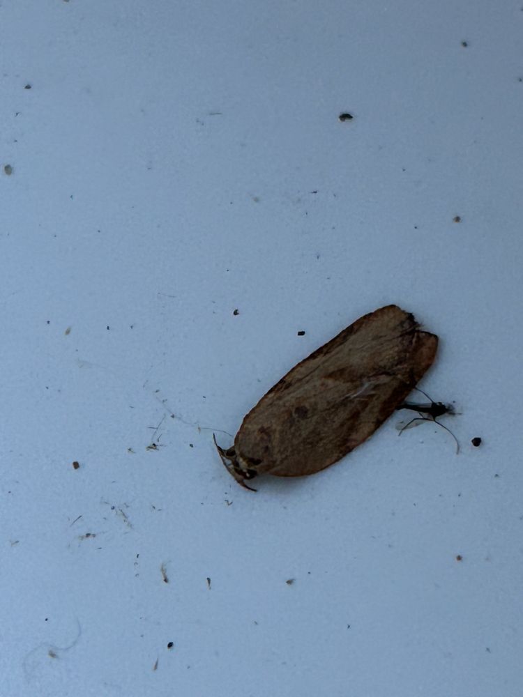 Light Brown Apple Moth