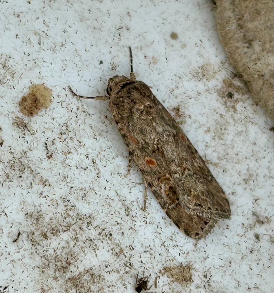 Small Mottled Willow (3 best nightly total)
