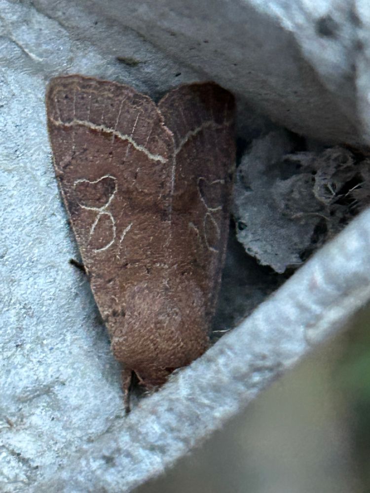Common Quaker