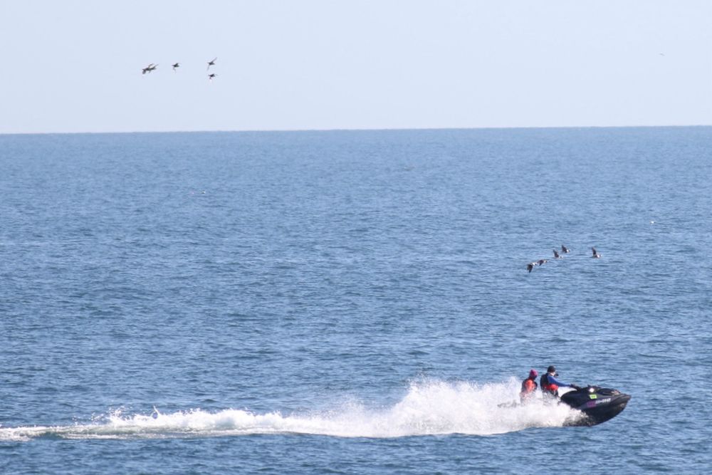 Jet ski flushing sea ducks 