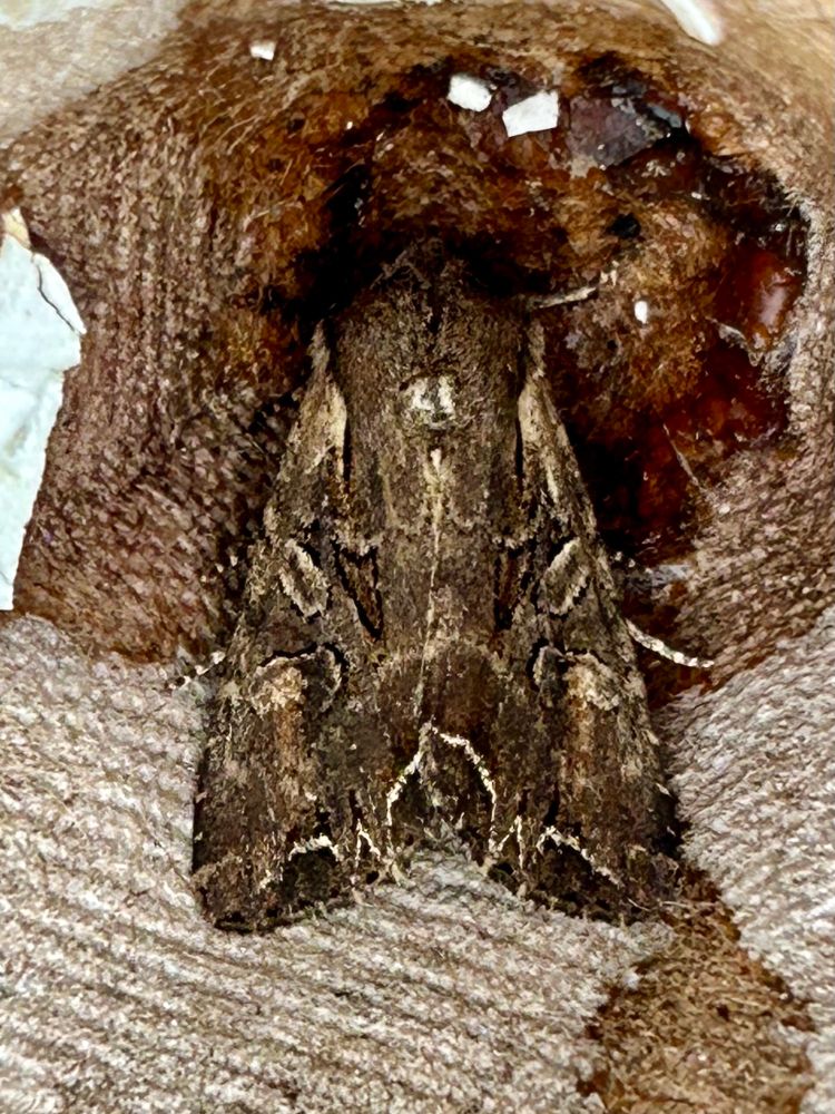 Dogstooth - a dark one 