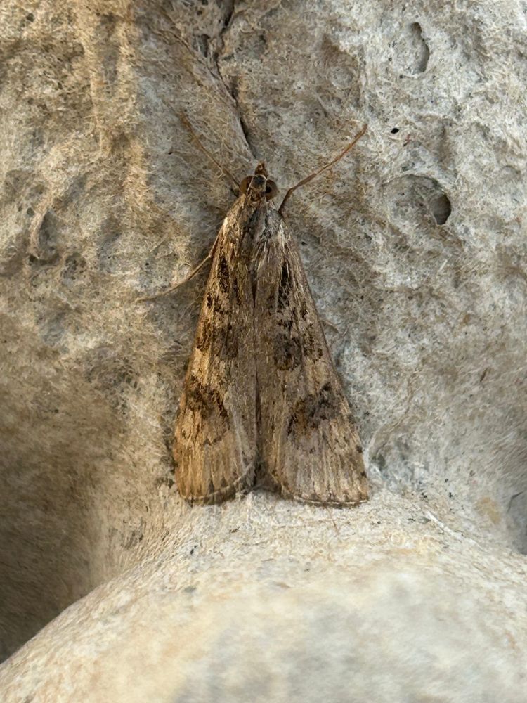 Rush Veneer (24 on 11/08 best single catch)