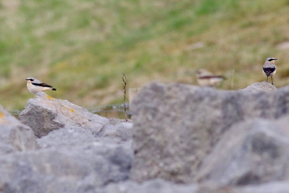Wheatears 
