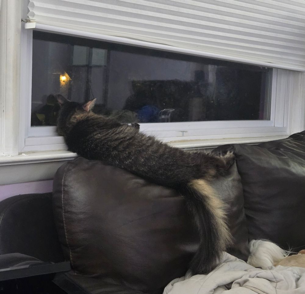 A fluffy cat laying at an almost 45 degree angle across a window sil and the back of a couch