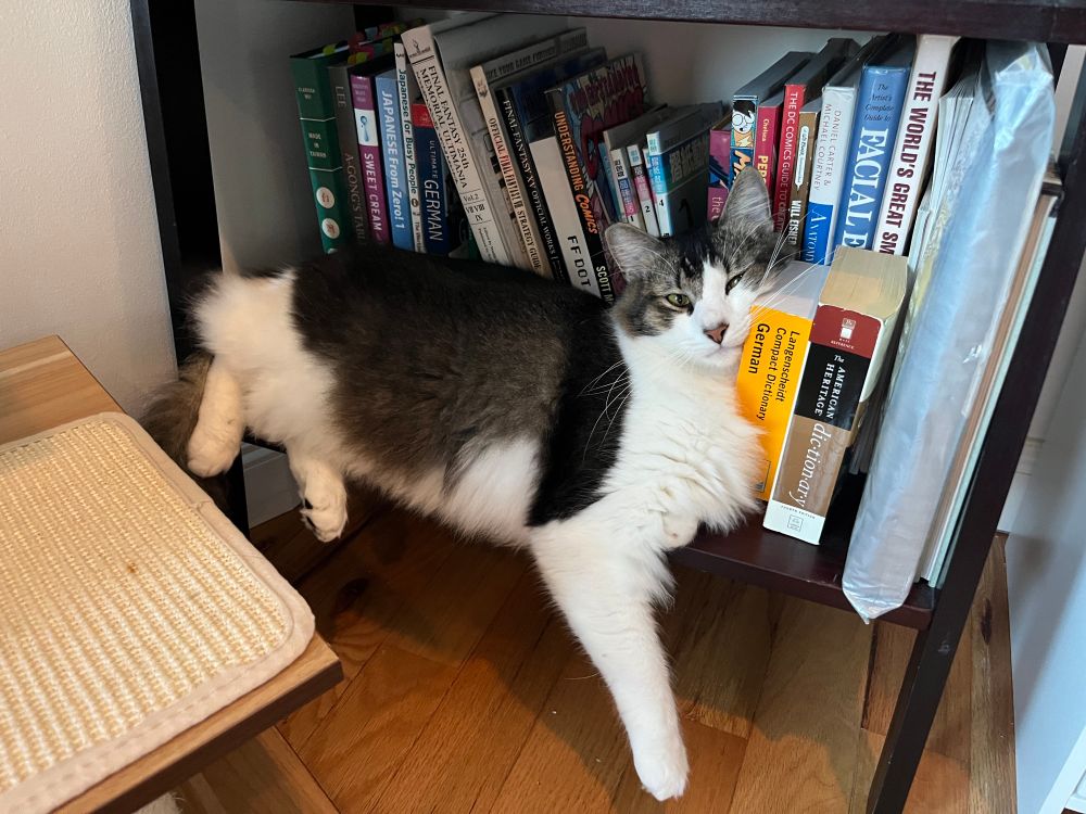 My cat Zidane, lazily lying on the bottom of a bookshelf. His head is leaning stupidly against a German dictionary. 