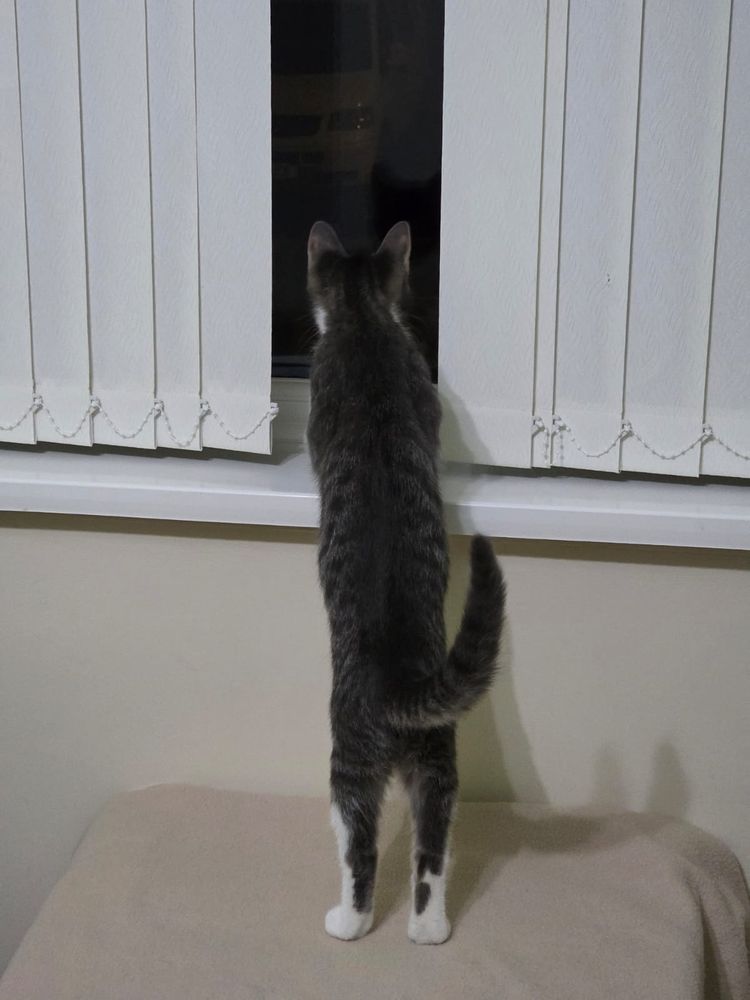 Zoro surveys the neighbourhood for trouble 🗡️🔭