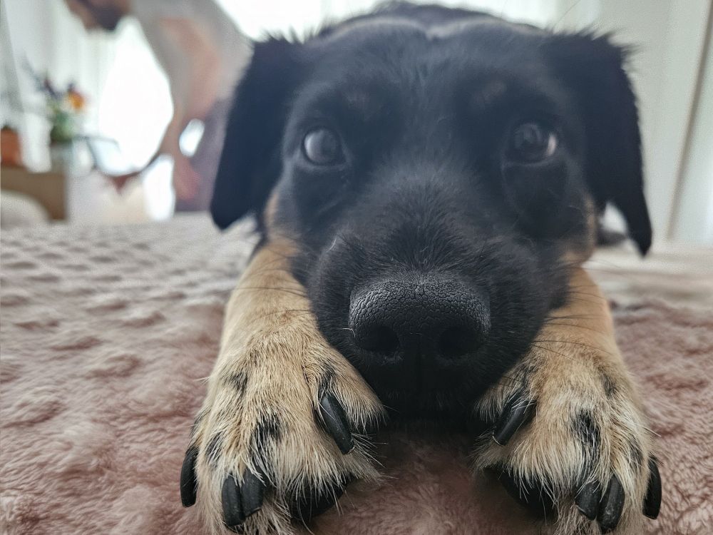 Mi perrita Rula con la cabeza entre las patitas, una cosa lindísima 😭